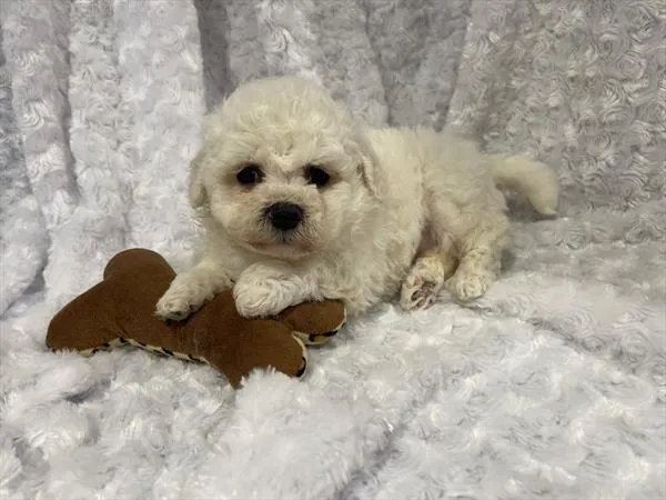 Female Bichon Frise puppy named Franny for sale at Pet Express Braintree.