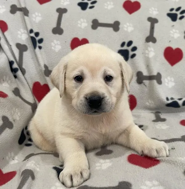 Male Labrador Retriever puppy named Walter for sale at Pet Express Braintree.