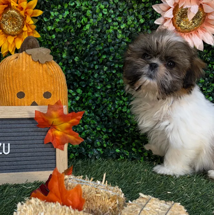 Female Shih Tzu puppy named Mini Muffin for sale at Pet Express Saugus.