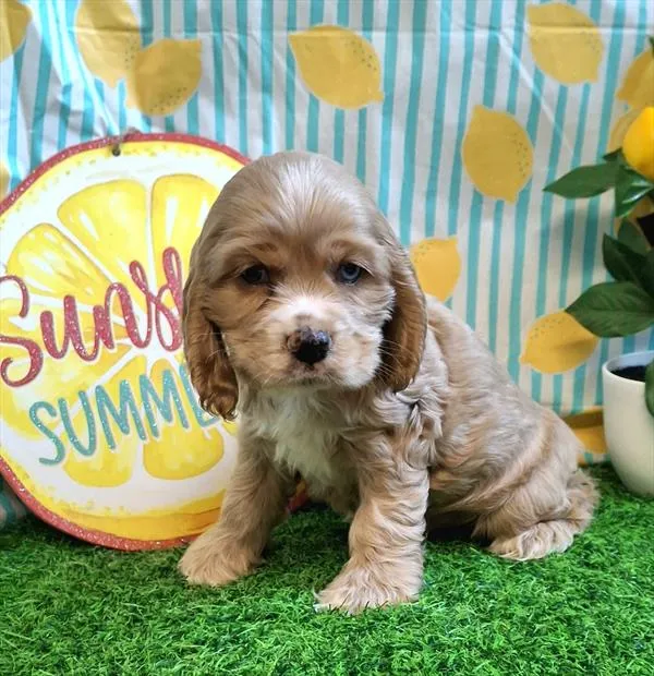 Male Cocker Spaniel puppy named Henry for sale at Pet Express Braintree.