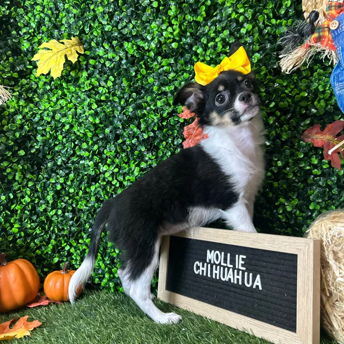 Female Chihuahua puppy named Mollie for sale at Pet Express Braintree.