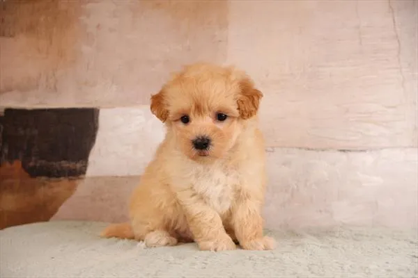 Male Malti-Poo puppy named Brady for sale at Pet Express Saugus.