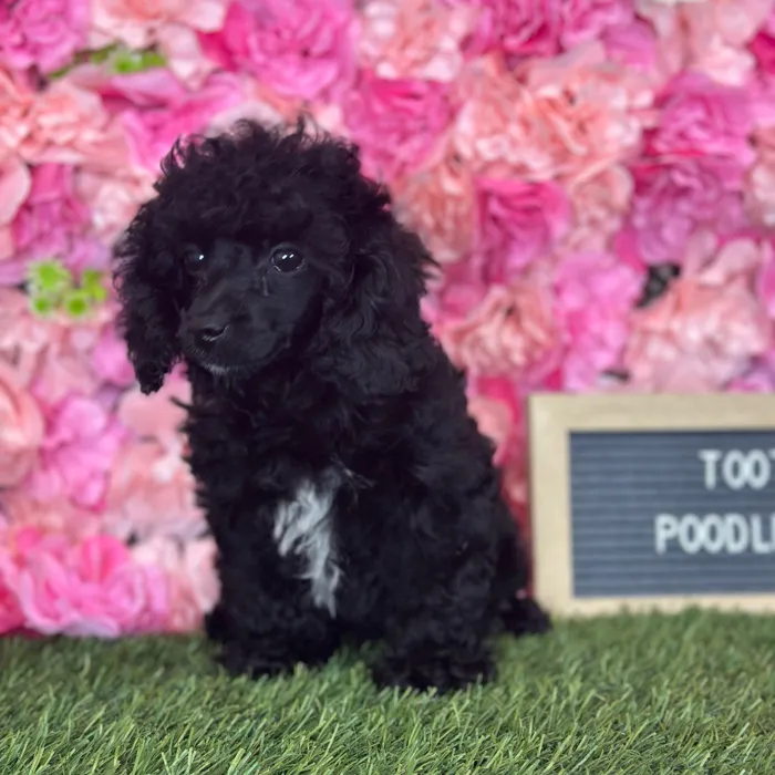Female Poodle (Mini) puppy named Tootsie for sale at Pet Express Saugus.