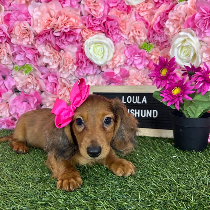 Female Dachshund puppy named Loula for sale at Pet Express Braintree.
