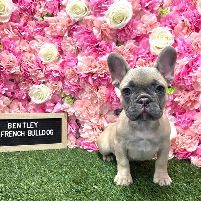 Male French Bulldog puppy named Bentley for sale at Pet Express Braintree.