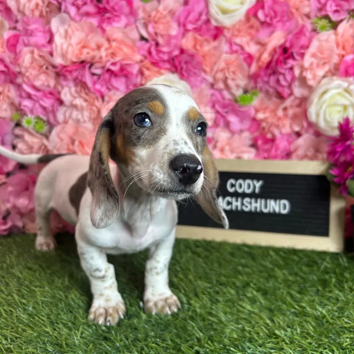 Male Dachshund puppy named Cody for sale at Pet Express Braintree.