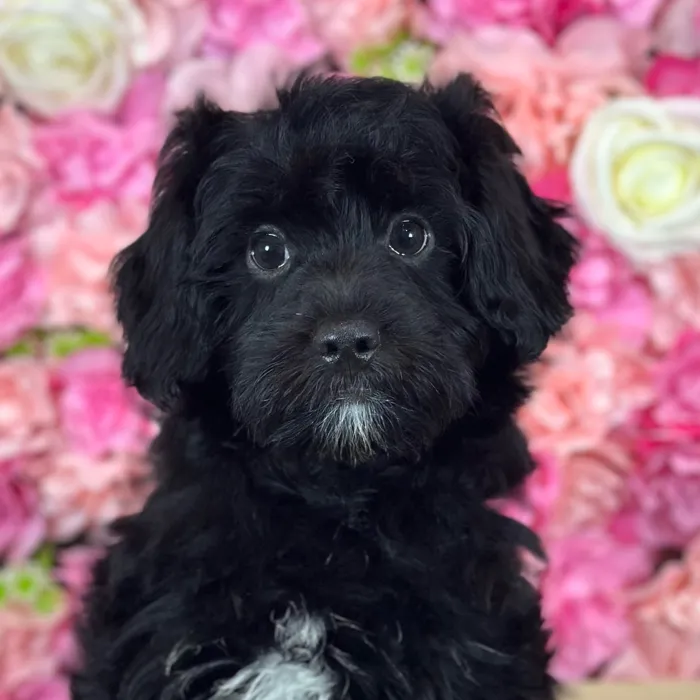 Male Aussiedoodle puppy named Clarence for sale at Pet Express Saugus.