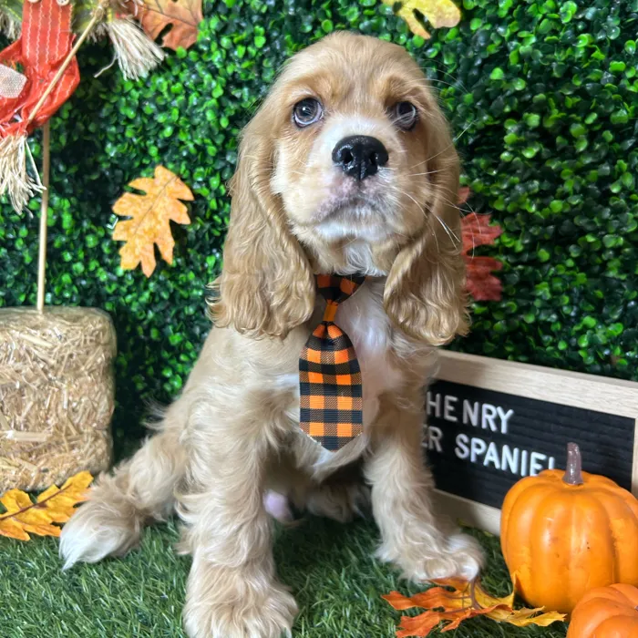 Male Cocker Spaniel puppy named Henry for sale at Pet Express Braintree.
