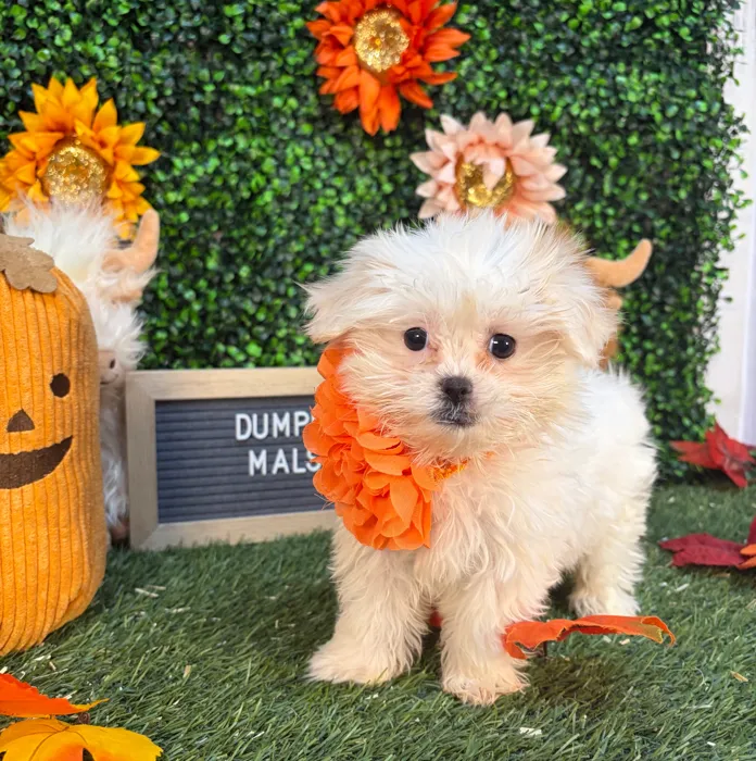 Female Malshi puppy named Dumplin' for sale at Pet Express Saugus.