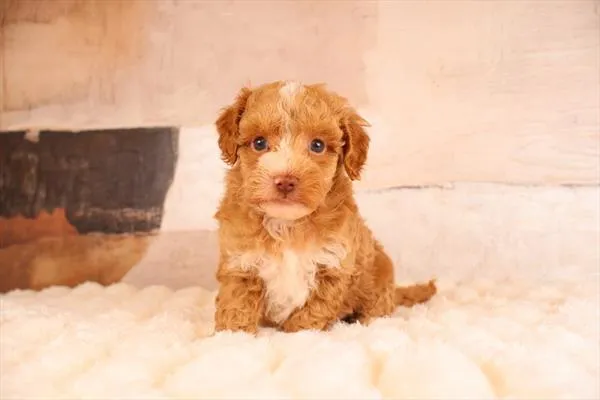 Male Malti-Poo 2Nd Gen puppy named Melvin for sale at Pet Express Braintree.