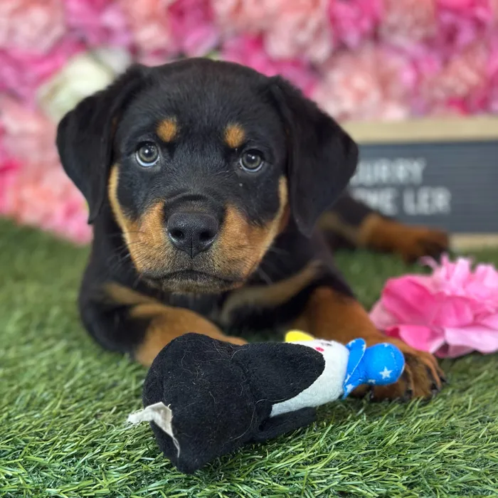 Male Rottweiler puppy named Curry for sale at Pet Express Saugus.