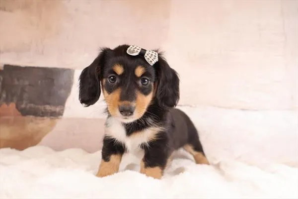 Female Dachshund puppy named Giggles for sale at Pet Express Saugus.