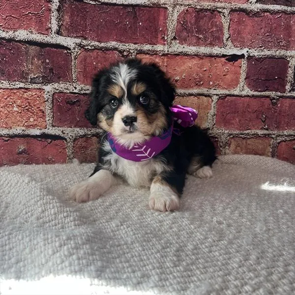 Female Aussalier puppy named Trinity for sale at Pet Express Saugus.