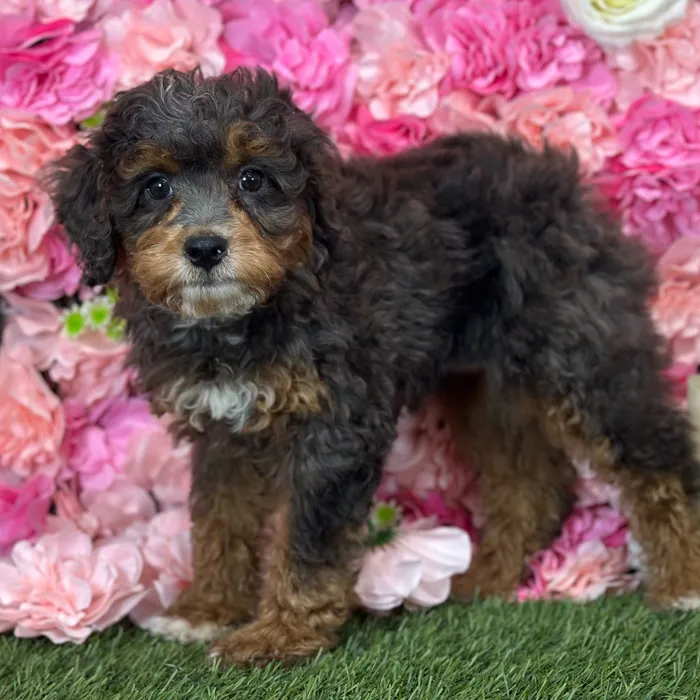 Female Mini Bernedoodle 2Nd Gen puppy named Jellybean for sale at Pet Express Saugus.