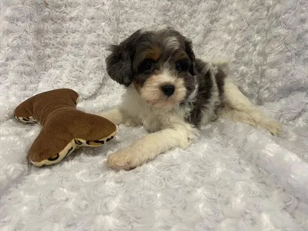 Female Cavapoo puppy named Jackson for sale at Pet Express Braintree.