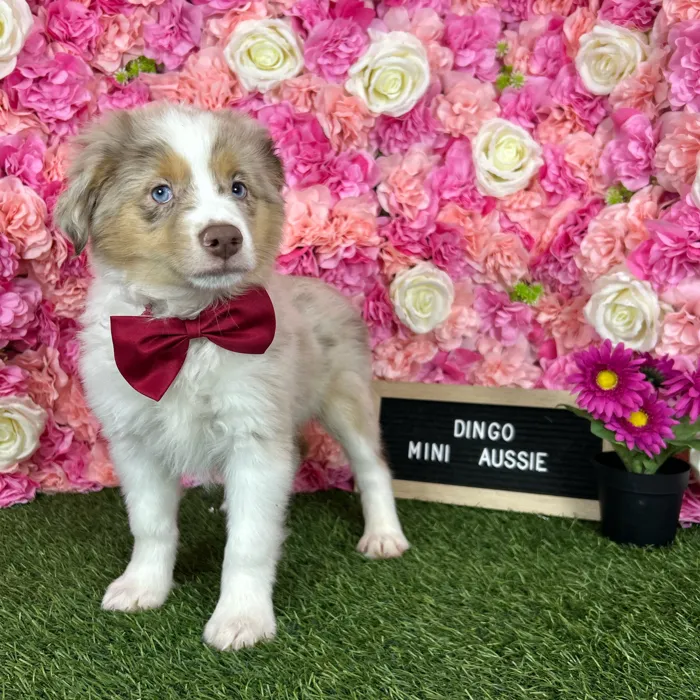 Male Miniature Australian Shepherd puppy named Dingo for sale at Pet Express Braintree.