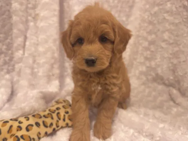 Female Mini Goldendoodle 2Nd Gen puppy named Peaches for sale at Pet Express Braintree.