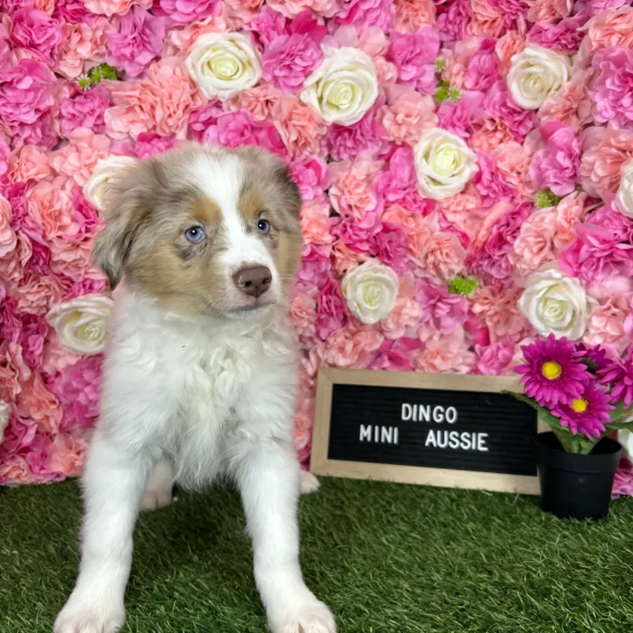 Male Miniature Australian Shepherd puppy named Dingo for sale at Pet Express Braintree.