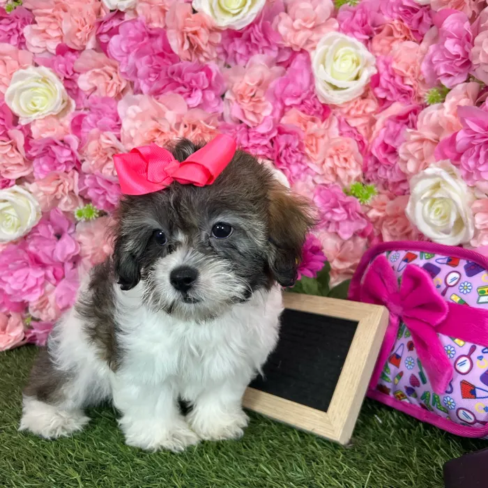 Female Teddy Bear (Zuchon) puppy named Beth for sale at Pet Express Braintree.