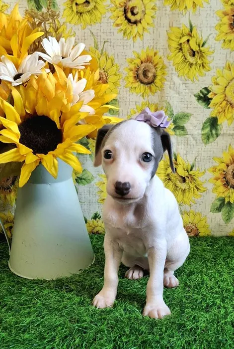 Female Italian Greyhound puppy named Trudy for sale at Pet Express Saugus.