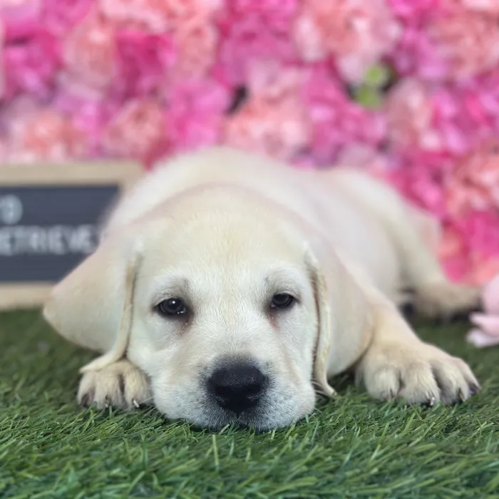 Male Labrador Retriever puppy named Lloyd for sale at Pet Express Saugus.
