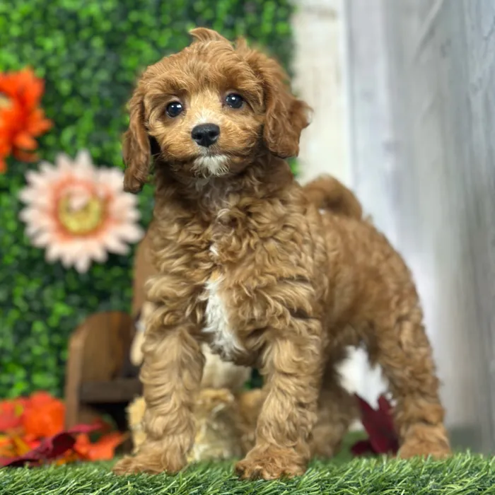 Female Cavapoo 2Nd Gen puppy named Nonna for sale at Pet Express Saugus.