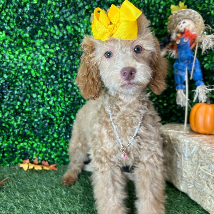 Female Poodle (Mini) puppy named Leila for sale at Pet Express Braintree.