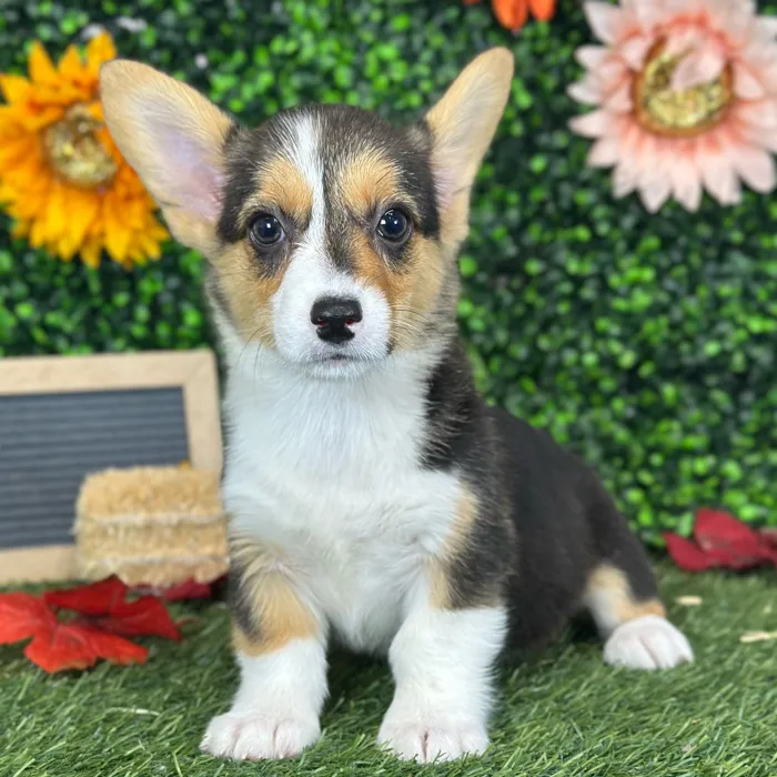 Female Pembroke Welsh Corgi puppy named Connie for sale at Pet Express Saugus.