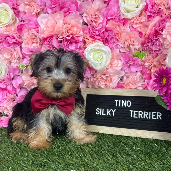 Male Silky Terrier puppy named Tino for sale at Pet Express Braintree.