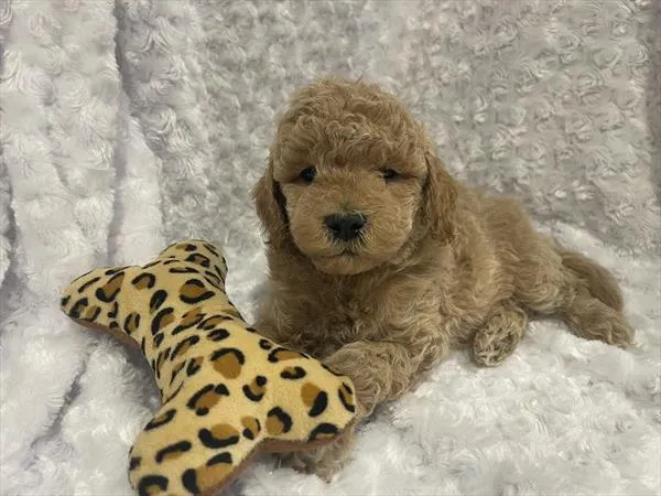 Male Mini Goldendoodle 2Nd Gen puppy named Bo for sale at Pet Express Saugus.