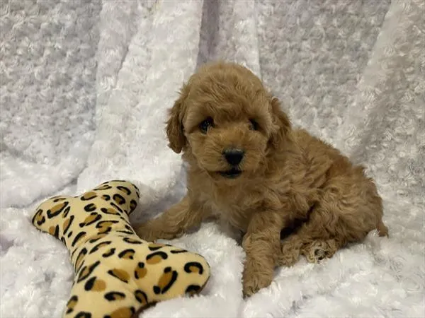 Female Cockapoo 2Nd Gen puppy named Delilah for sale at Pet Express Braintree.