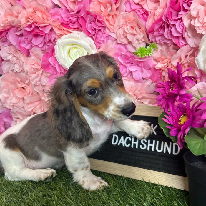 Male Dachshund puppy named Zack for sale at Pet Express Braintree.