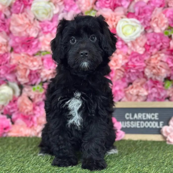 Male Aussiedoodle puppy named Clarence for sale at Pet Express Saugus.