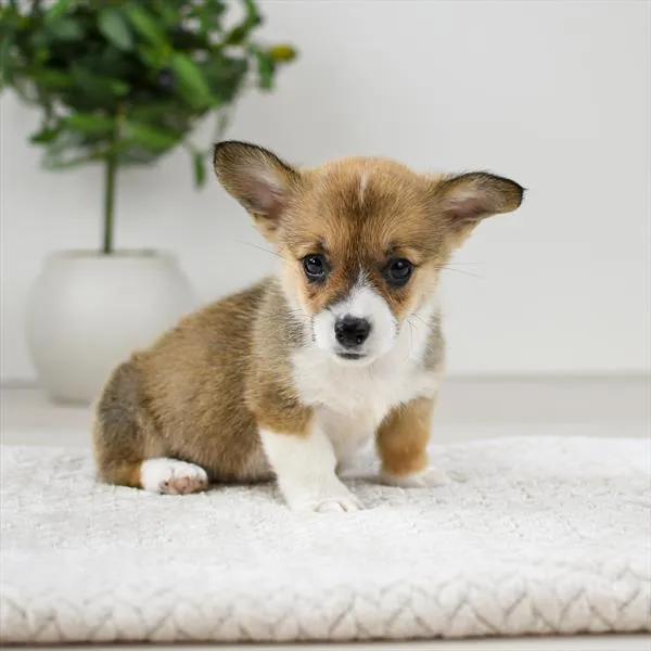 Female Pembroke Welsh Corgi puppy named Roxie for sale at Pet Express Saugus.