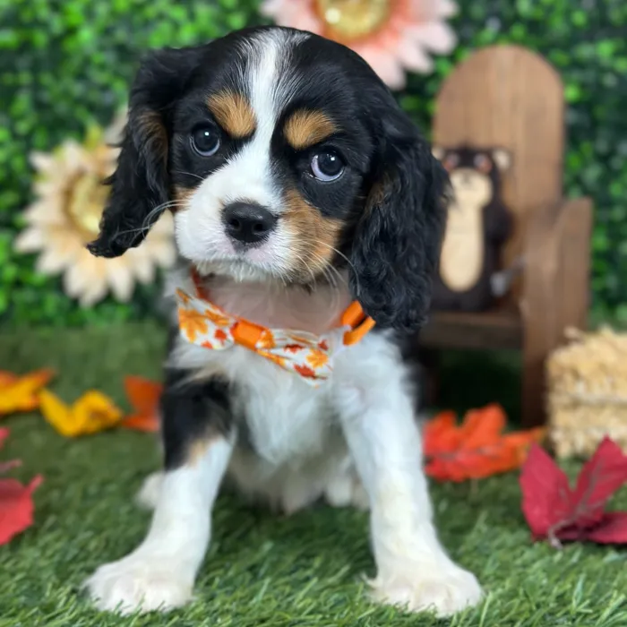 Male Cavalier King Charles Spaniel puppy named Pops for sale at Pet Express Saugus.