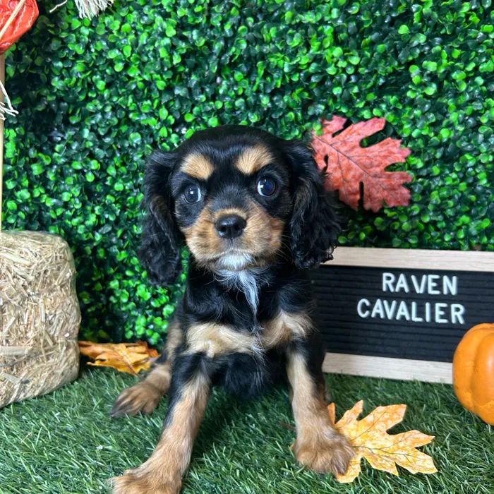 Female Cavalier King Charles Spaniel puppy named Raven for sale at Pet Express Braintree.