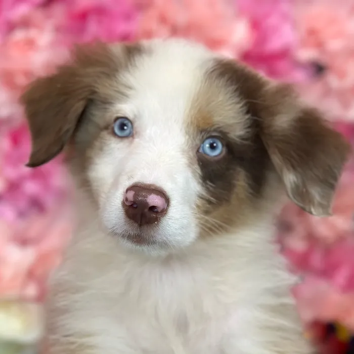 Male Miniature Australian Shepherd puppy named Rolo for sale at Pet Express Saugus.
