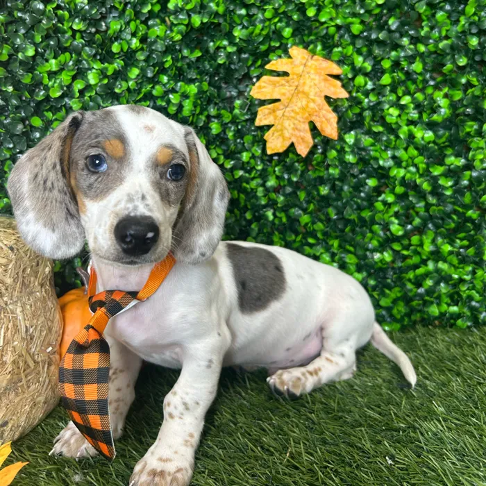 Male Dachshund puppy named Zack for sale at Pet Express Braintree.