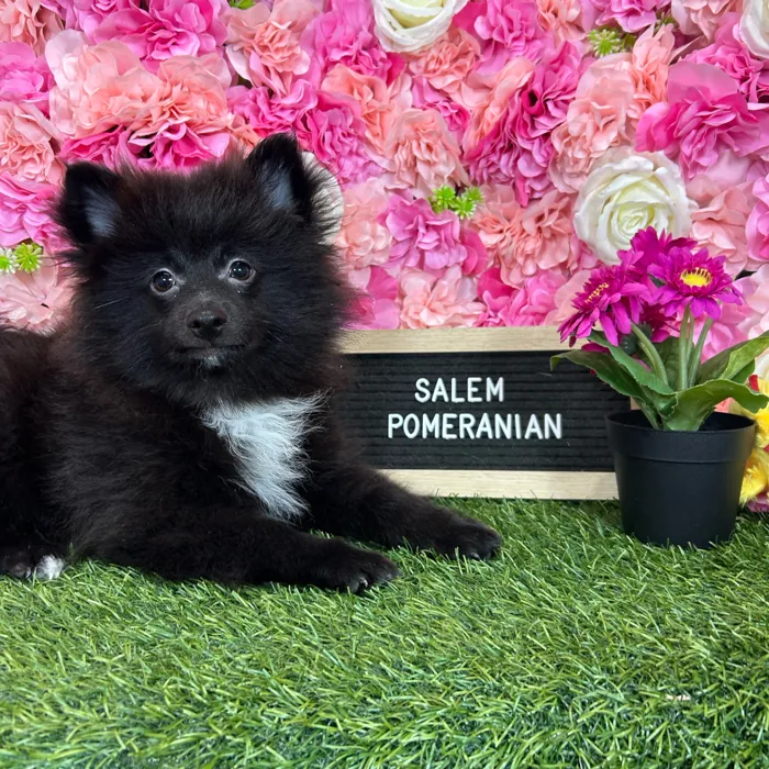 Male Pomeranian puppy named Salem for sale at Pet Express Braintree.