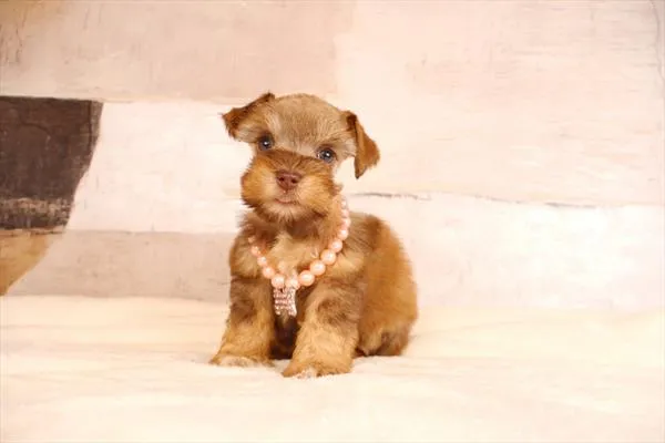 Female Miniature Schnauzer puppy named Mitzy for sale at Pet Express Braintree.