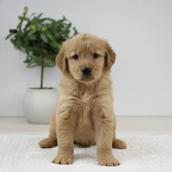 Female Golden Retriever puppy named Pancake for sale at Pet Express Braintree.