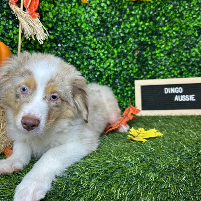 Male Miniature Australian Shepherd puppy named Dingo for sale at Pet Express Braintree.