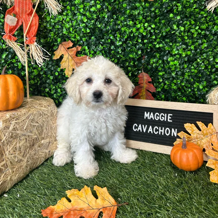 Female Cavachon puppy named Maggie for sale at Pet Express Braintree.
