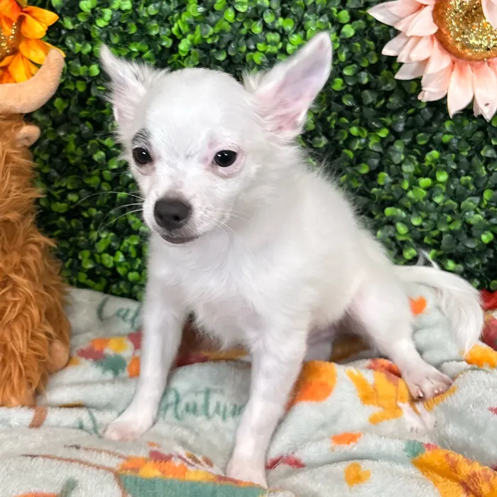 Male Chihuahua puppy named Mel for sale at Pet Express Saugus.