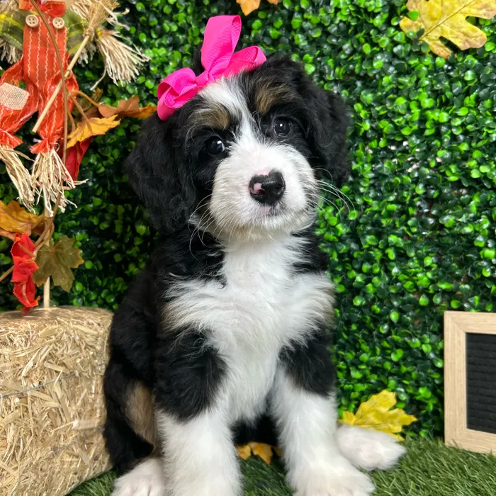 Female Mini Bernedoodle puppy named Penelope for sale at Pet Express Braintree.