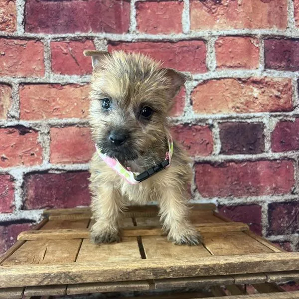 Female Cairn Terrier puppy named Deedee for sale at Pet Express Braintree.