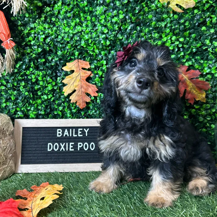 Female Doxie-Poo puppy named Bailey for sale at Pet Express Braintree.