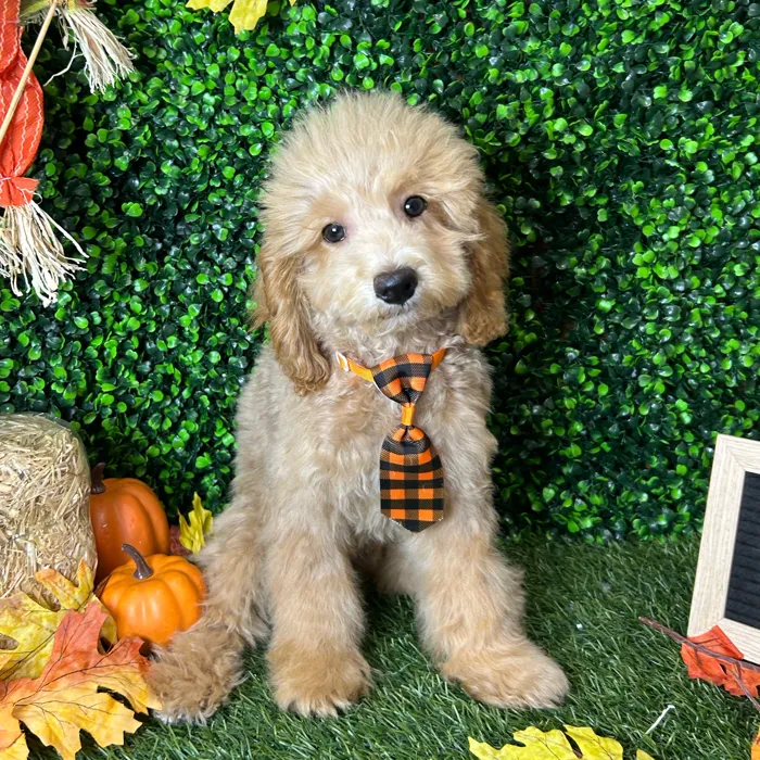 Male Mini Goldendoodle 2Nd Gen puppy named Charles for sale at Pet Express Braintree.