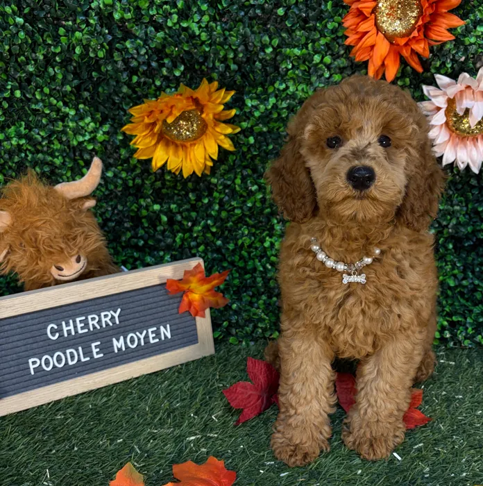 Female Poodle Moyen (Medium) puppy named Cherry for sale at Pet Express Saugus.