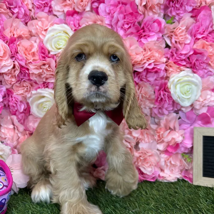 Male Cocker Spaniel puppy named Henry for sale at Pet Express Braintree.